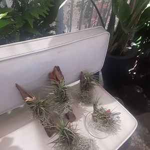$26/ 2 AIR PLANT Thilandsia boho Home garden decor